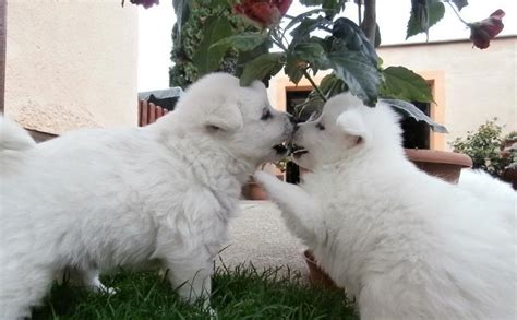 Výcvik šteniatka nemeckého špica