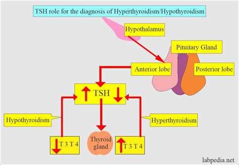 Graf porovnania TSH a T4 pri hypertyreóze a hypotyreóze