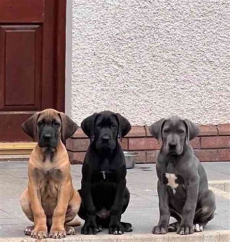 Štruktúra tela nemeckej dogy