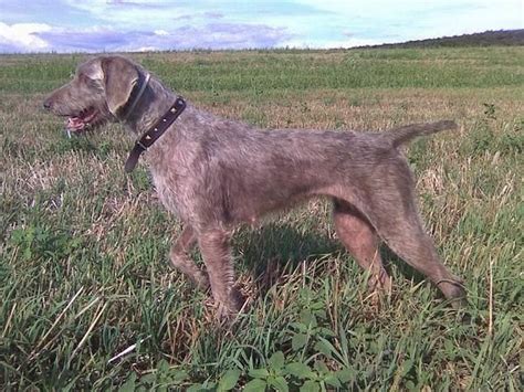 Slovenský hrubosrstý stavač