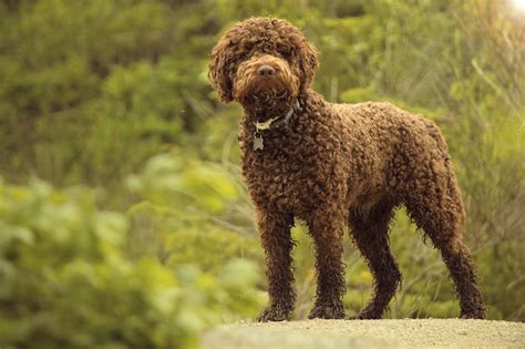 Pes plemena Lagotto Romagnolo hľadá hľuzovky