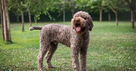 Šteňatá Lagotto Romagnolo pri hre