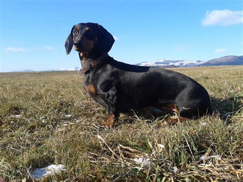 História jazvečíka a jeho využitie pri poľovníctve