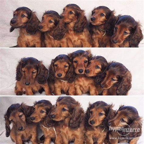 Porovnanie veľkostí jazvečíkov: štandardný, trpasličí, králičí