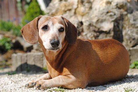 Rôzne typy srsti jazvečíkov: hladkosrstý, dlhosrstý, drsnosrstý