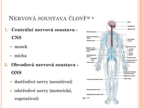 Schéma stavby chrbtice jazvečíka a riziká