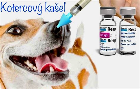 Psincový kašeľ u psov