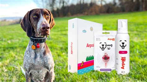 Elektronický repelent pripnutý na obojku psa.