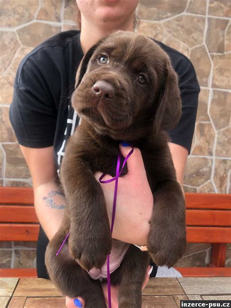 Pes sv. Jána (predchodca labradorského retrívera)