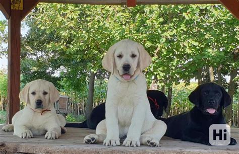 Kŕmenie labradorského retrívera