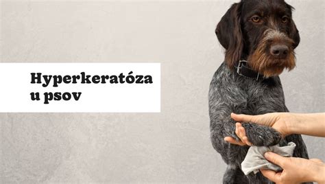 Ilustrácia hyperkeratózy na nose psa