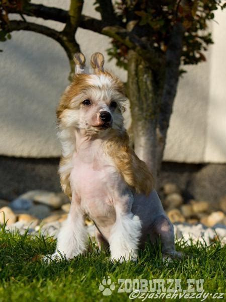 Šteniatko čínskeho chocholatého psa