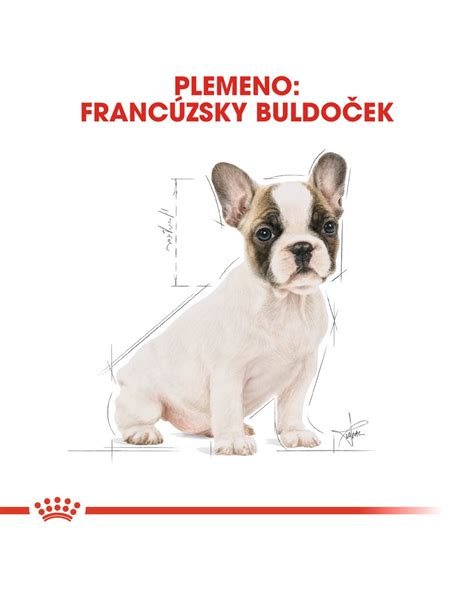 Ilustrácia tvrdohlavého francúzskeho buldočka