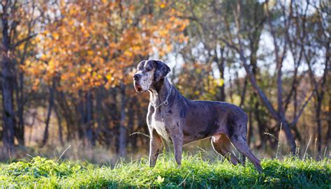 Infografika znázorňujúca najčastejšie choroby nemeckej dogy