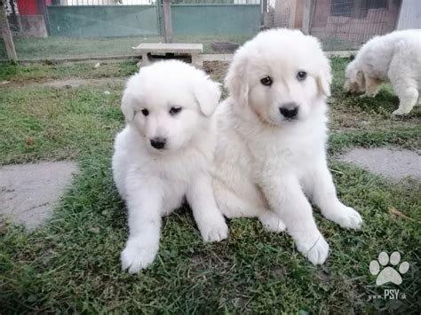 Šteňatá slovenského čuvača