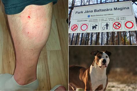 Pes v objatí svojho majiteľa