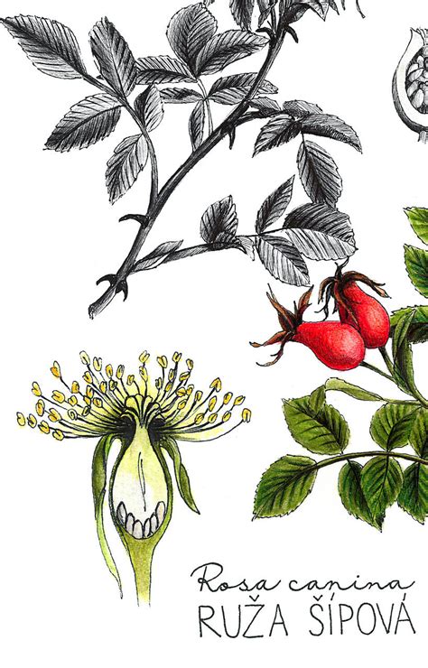 Ilustrácia plodov marhuľočerešne