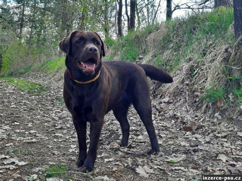 Labradorský retriever v pohybe