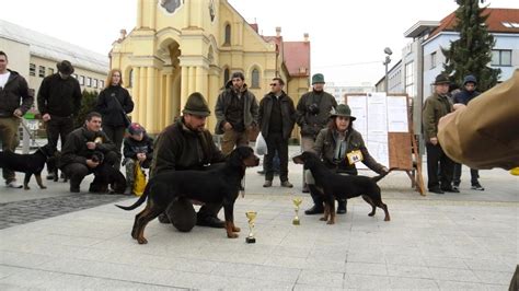 Šteňa na výstavnom kruhu s majiteľom