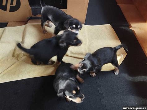 Štruktúra reprodukčného cyklu fenky