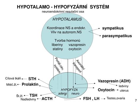 schéma hormonálnej osi hypotalamus-hypofýza-nadobličky