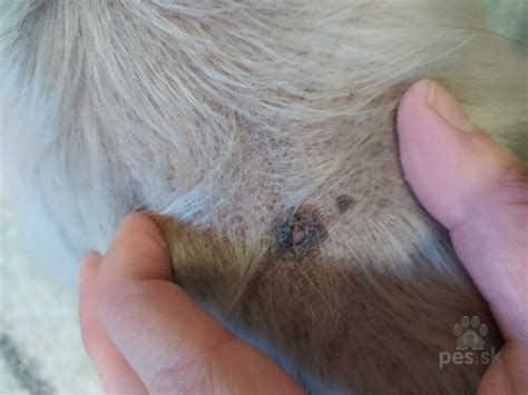 Pes sa prevaľuje na chrbte