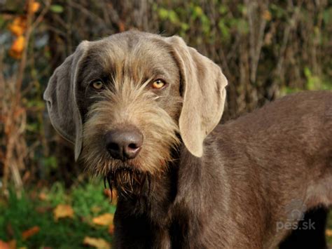 Slovenský hrubosrstý stavač pri práci v lese