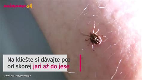 Ilustrácia kliešťa na srsti psa