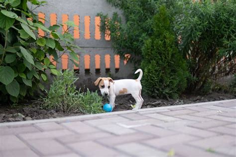 Šteniatko Jack Russell Teriéra hrajúce sa v záhrade