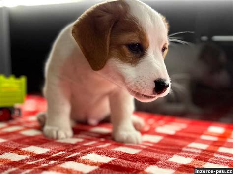 Dospelý Jack Russell Teriér s hračkou