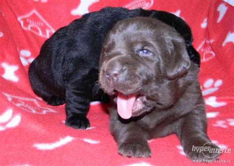 Šteniatko čierneho labradorského retrievera