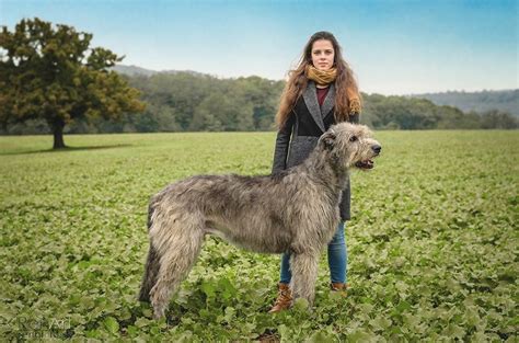 Írsky vlkodav v plnej postave