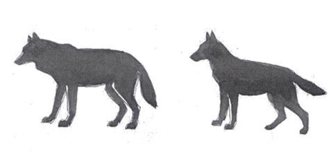 Porovnanie hlavy československého vlčiaka a vlka