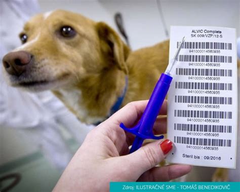 Veterinár vykonáva eutanáziu psa