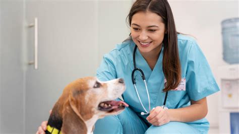 Veterinár vykonáva FNA biopsiu
