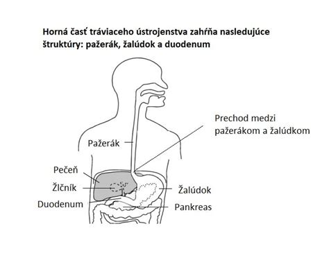 Ilustrácia tráviaceho traktu psa s vyznačením hornej a dolnej časti