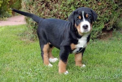 Veľký švajčiarsky salašnícky pes pri práci