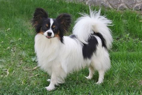 papillon pes