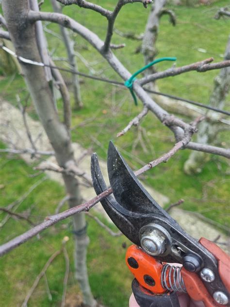 Nástroje na strihanie stromčekov