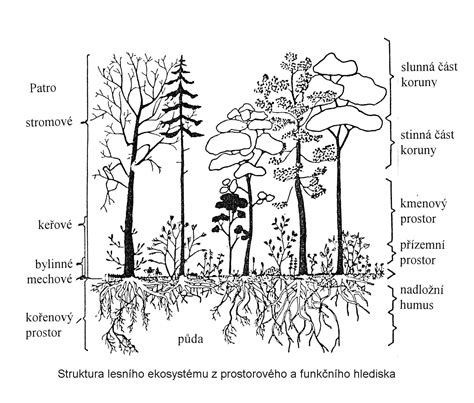 Štruktúra citrusového stromu