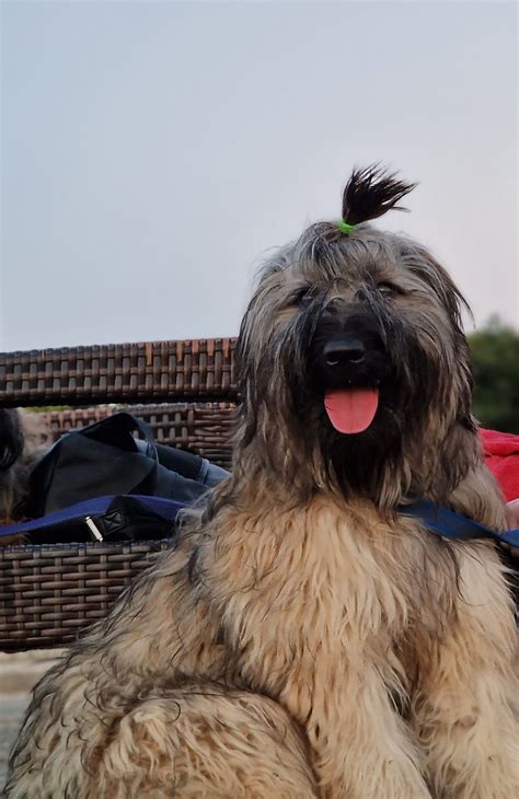 Katalánsky ovčiak v prírode