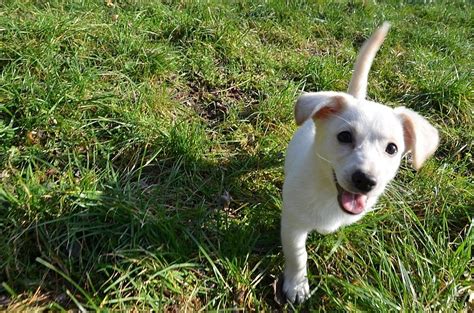 Šteniatko katalánskeho ovčiaka