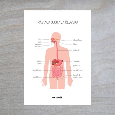 orgány psa (pečeň, žlčník, pankreas)