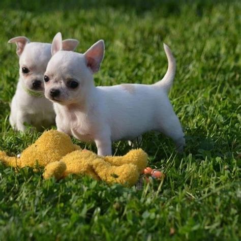 Dve malé čivavy hrajúce sa