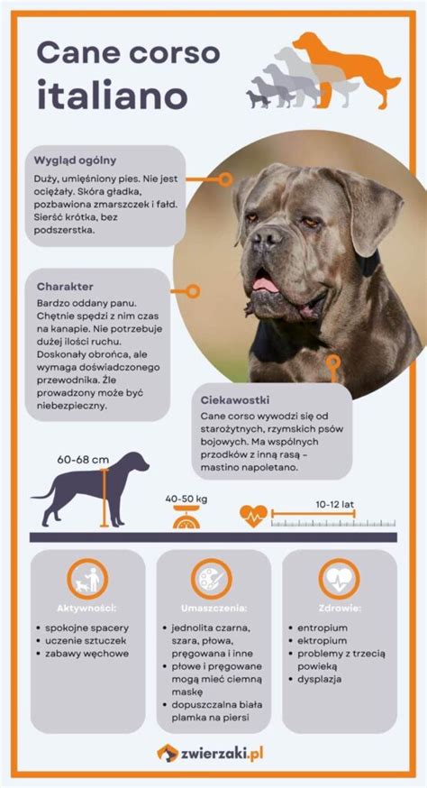 Infografika: Cane Corso - rozmery, váha, proporcie a typický vzhľad
