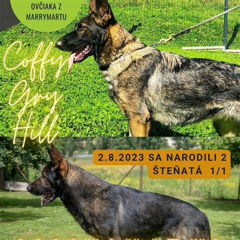 variácie-belgickeho-ovciaka.jpg