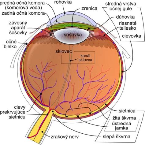 Infografika: Ako funguje oko a bežné očné problémy u psov