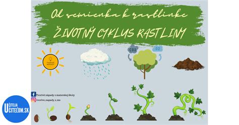 Infografika: Životný cyklus yorkšírskeho teriéra od povolenia chovu po dospelosť