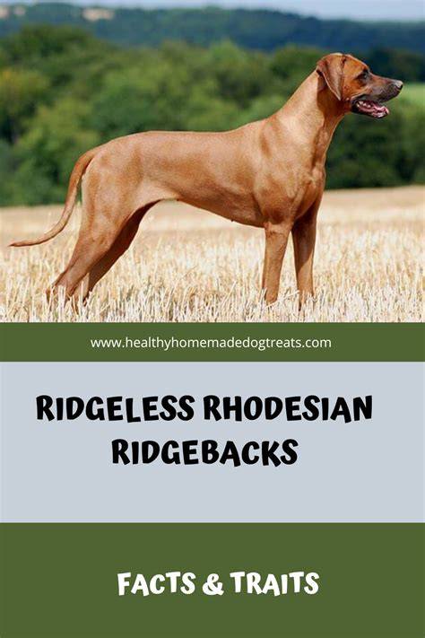 Infografika: Ridgeback - pôvod, ridge, potreba pohybu a výcvik