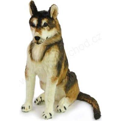 Husky s dôkladným tieňovaním srsti